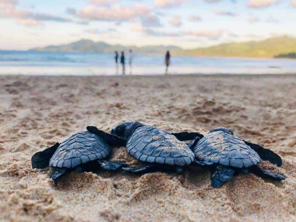 three baby sea turtles on the beach