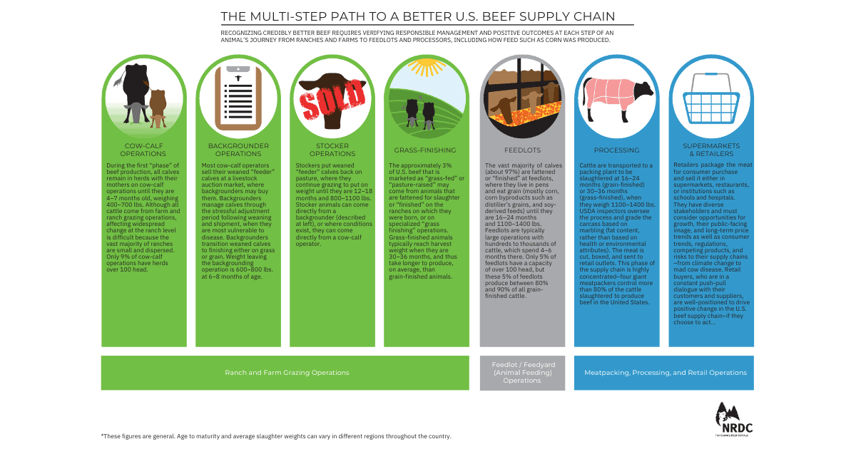 infographic "the multi-step path to a better U.S. beef supply chain"