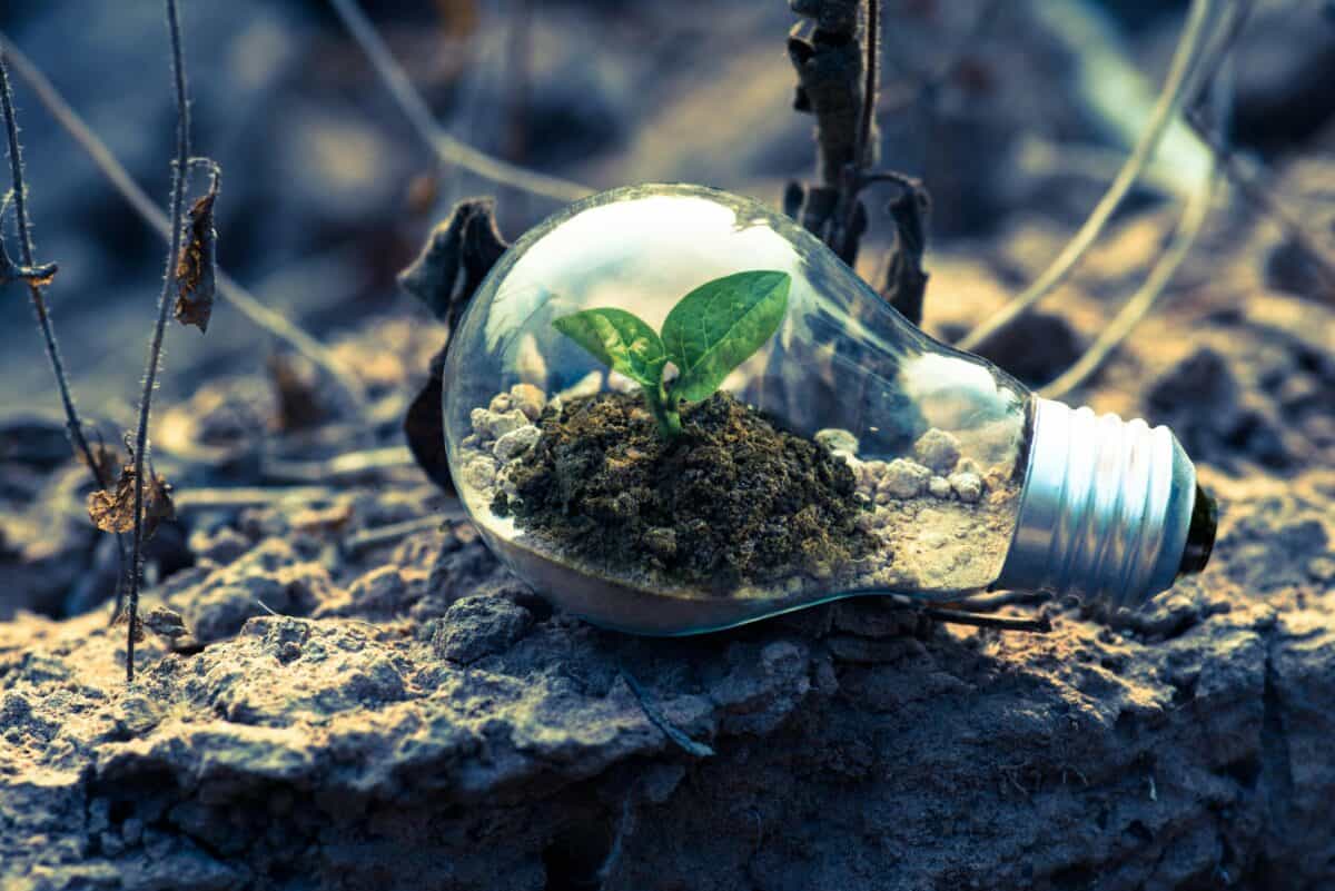 Sustainability insights: a light bulb lying on the ground with small plant growing inside it 