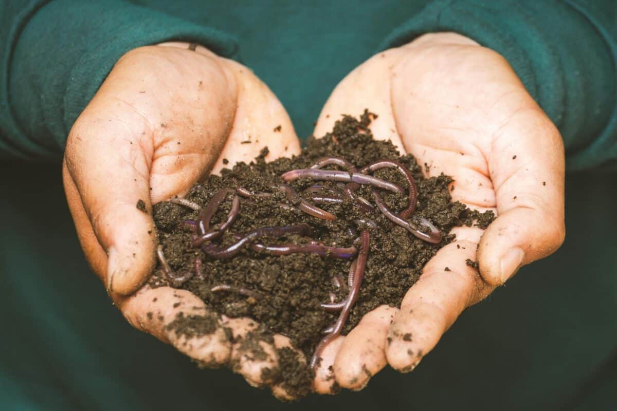 person's hands holding compost with worms