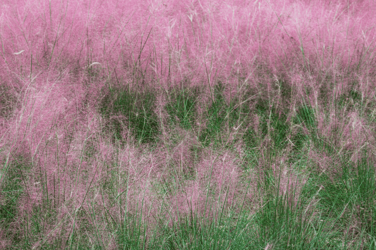 muhly grass