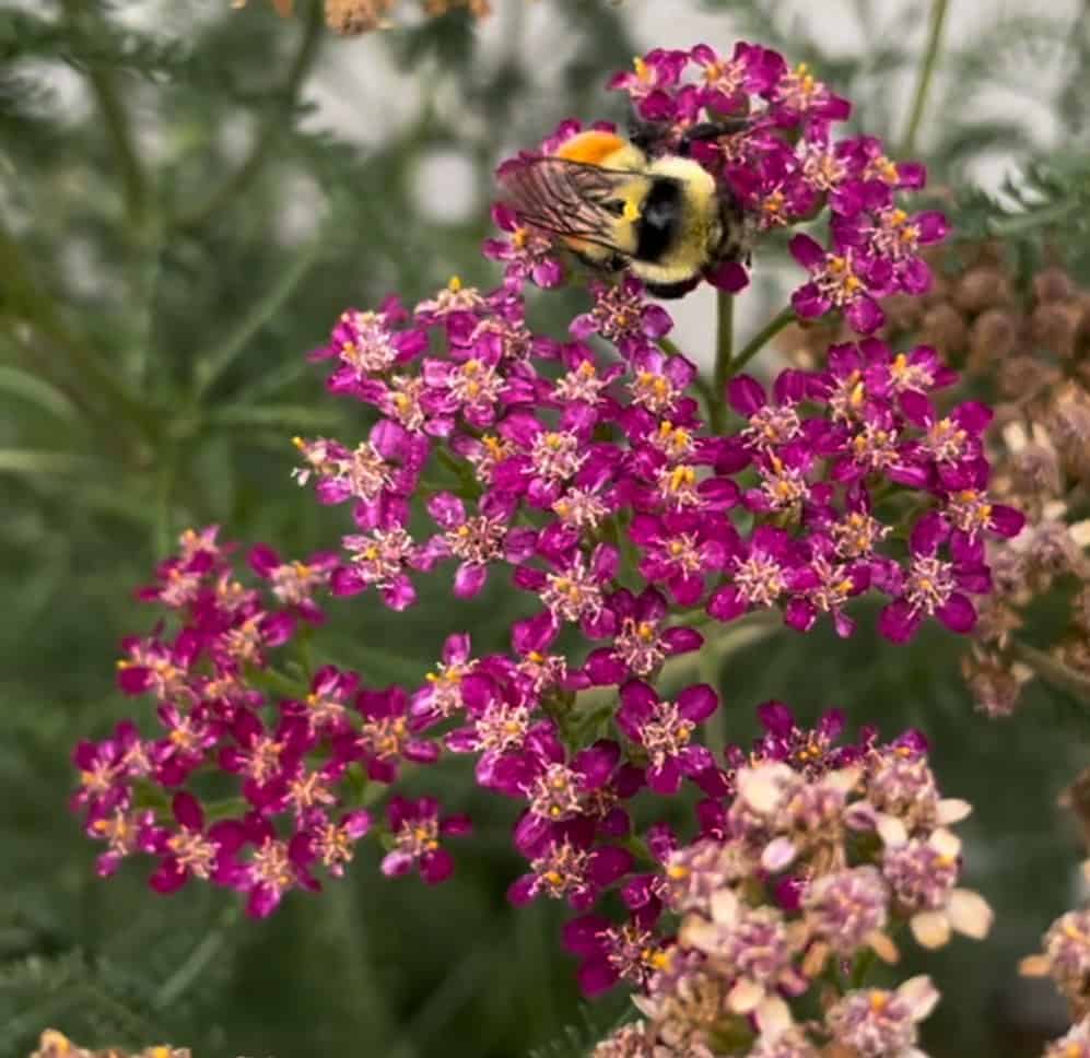 closeup of yarrow flowers with a bee