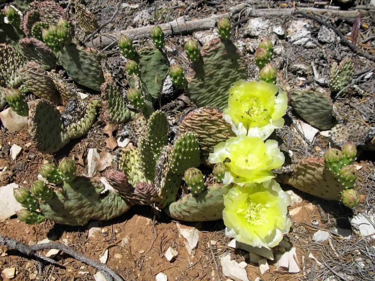 drought-tolerant plants; photo of cactus