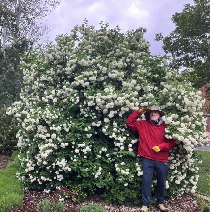 man standing in front of large snowball viburnum
